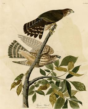 John James Audubon : Pigeon hawk